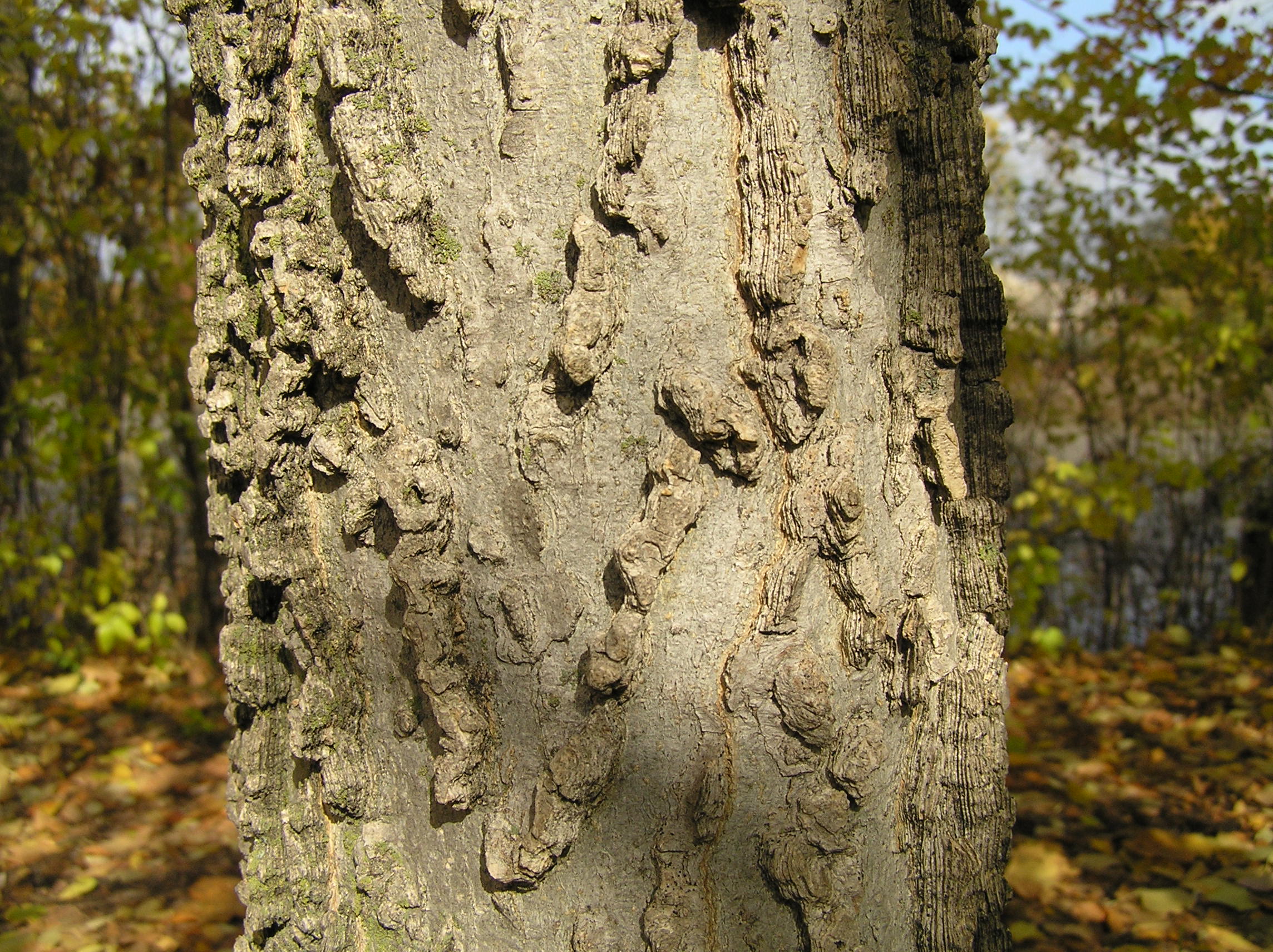 Native Trees of Indiana River Walk